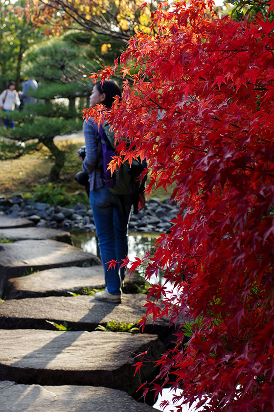 http://cankeri.sakura.ne.jp/michikusa/images1411/IMGP0164.jpg