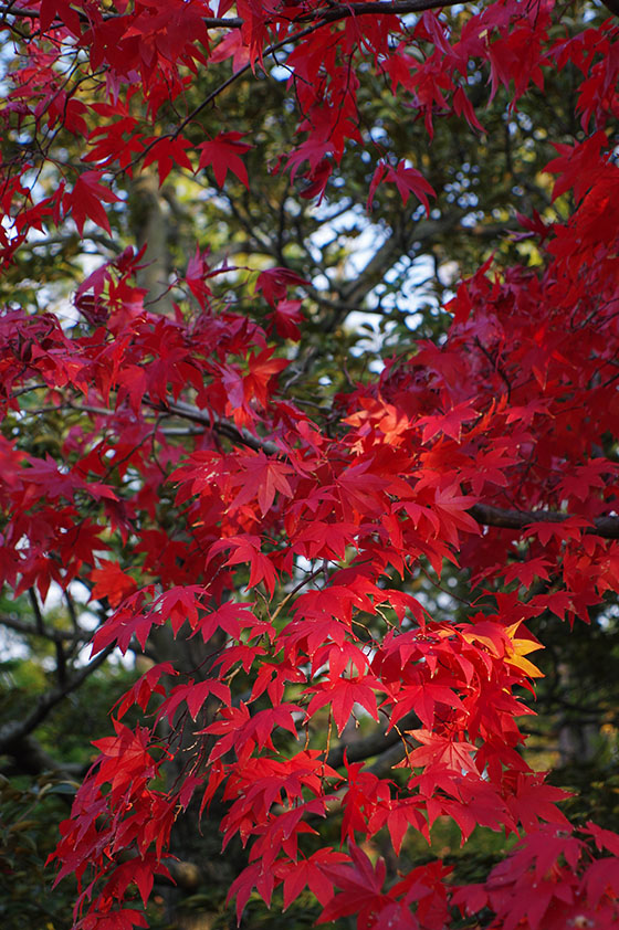 http://cankeri.sakura.ne.jp/michikusa/images1411/IMGP0182.jpg