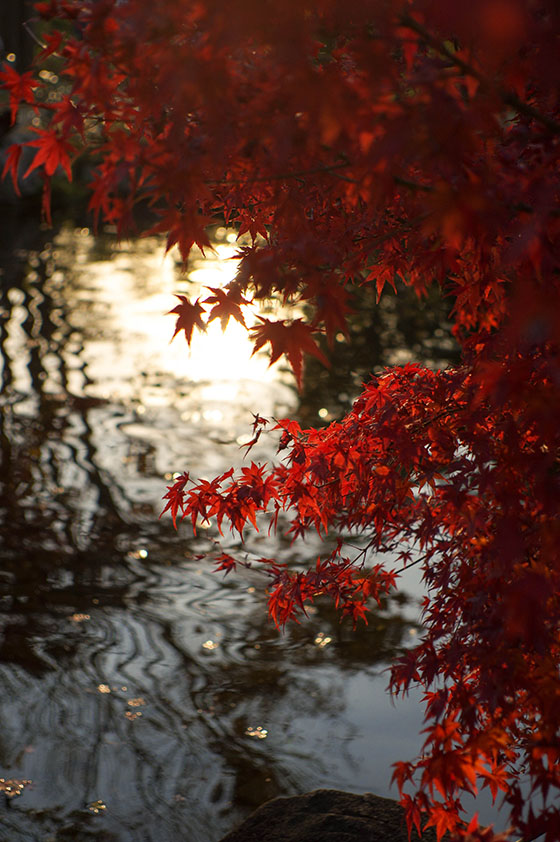 http://cankeri.sakura.ne.jp/michikusa/images1411/IMGP0184-2.jpg