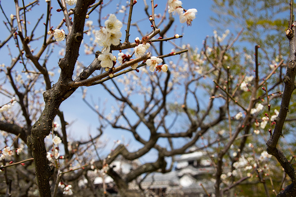 http://cankeri.sakura.ne.jp/michikusa/images1504/_IMG0515.jpg