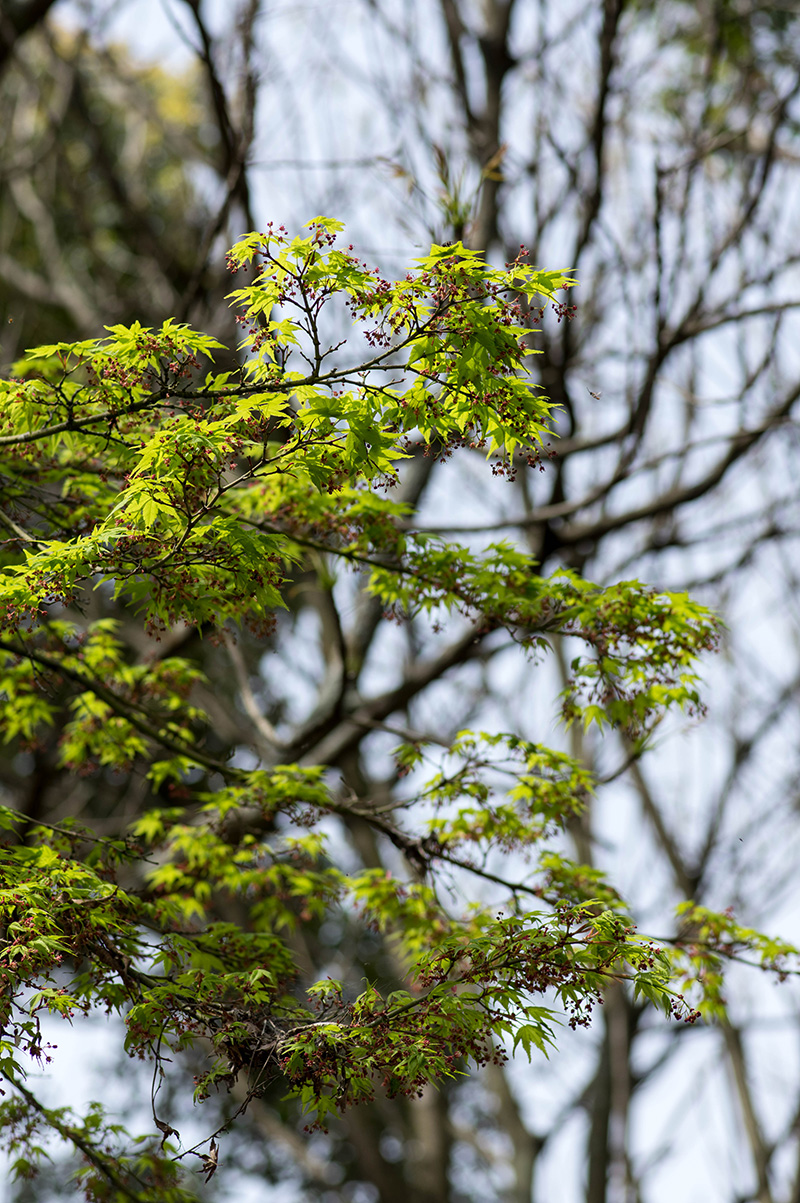 http://cankeri.sakura.ne.jp/michikusa/images1504/_IMG0851-1.jpg