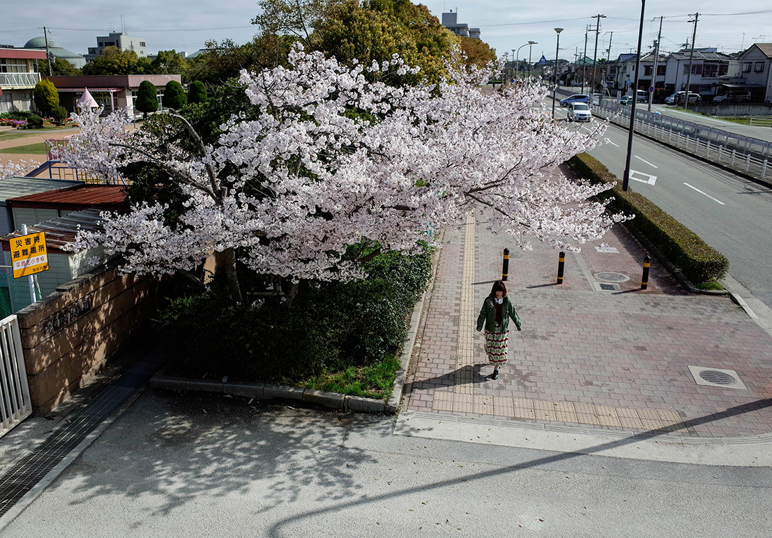 http://cankeri.sakura.ne.jp/michikusa/images1504/_R000788-2.jpg